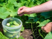 Чем удобрить огурцы в летнее время