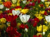 Тюльпаны требуют своевременного ухода и внимания