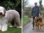 Британские породы собак