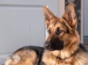 Овчарки во всем мире выполняют роль помощников в правоохранительных органах, наряду с другими породами