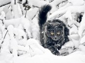 У січні в Україні буде ще дві хвилі арктичних морозів