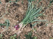 Є кілька правил, які допоможуть виростити гарний урожай цибулі