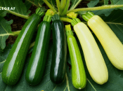 Кабачки – не капризные в уходе растения