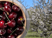 В садах були два десятки видів черешень