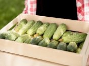 Многие, из-за незнаний, снижают устойчивость рассады к внешним условиям