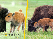 Бизоны (иллюстративное фото)