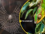 В Украине есть удивительные пауки, которые меняют цвет