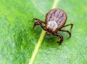 Природной средой клещей являются кустарники и высокая трава.