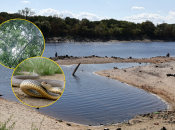 Каховське водосховище перетворюється на Каховський ліс