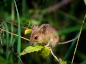 Как избавиться от грызунов на огороде
