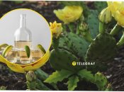 Плоды опунции – съедобны