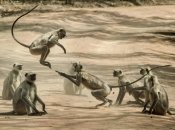 Дослідження мавп — це як "машина часу"