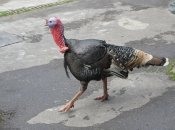 путин планирует открыть репродуктор по выращиванию индейки