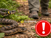 Как уберечься от змей