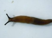 Взимку слимаки атакують підвали та погреби