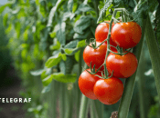 Будете собирать урожай ведрами