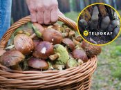 Гриб ксилярия