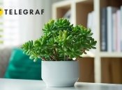 Красула — це дуже витривала рослина