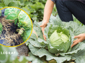 Хранение капусты зимой