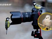 Синиці біля фотоапарата