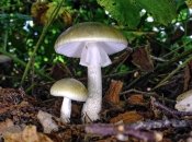 Все это время было прямо под носом: ученые нашли противоядие от токсинов бледной поганки