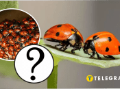 Нашестя сонечок в Україні