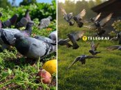 Є простий спосіб, як вигнати голубів зі своєї дачі