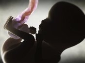 Как свет влияет на зрение малыша в утробе матери?