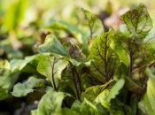 Как избавиться от улиток