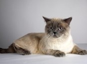 Все буде добре 28.04.2015: какие породы кошек нельзя покупать детям