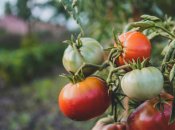 Зеленые помидоры легко дозреть в домашних условиях