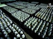 На закупівлю снарядів виділили майже 200 млрд гривень