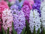 Гиацинты нуждаются в правильном уходе (изображение создано с помощью ИИ)