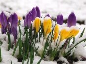 Очень ранняя весна