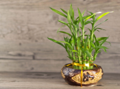 Кімнатний бамбук