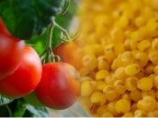 Чим підгодовувати томати