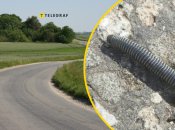 Многоножка скручивается в улитку, когда видит опасность