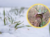 Чемерник красный