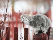 Для деяких знаків Зодіаку березень буде дуже успішним