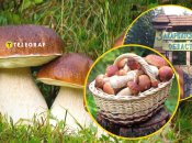 Грибы Закарпатья