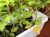 Чому жовтіє розсада помідорів - причини