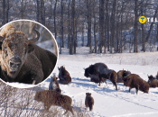Бродовская группа зубров