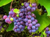 Чим удобрювати виноград