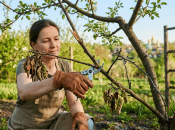 Як правильно обрізати плодові дерева, декоративні та ягідні кущі?