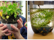 Экосистема в пластиковой бутылке: познавательный эксперимент для детей