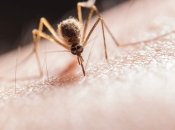 Укусы комаров могут быть неприятны