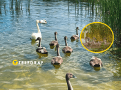 Лебедине озеро біля Чернігова