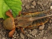 Этот вредитель способен знатно испортить вам урожай