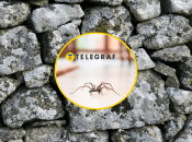 Рідкісні павуки в Україні