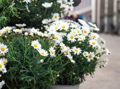 Ромашка - красивый цветок для вашего сада